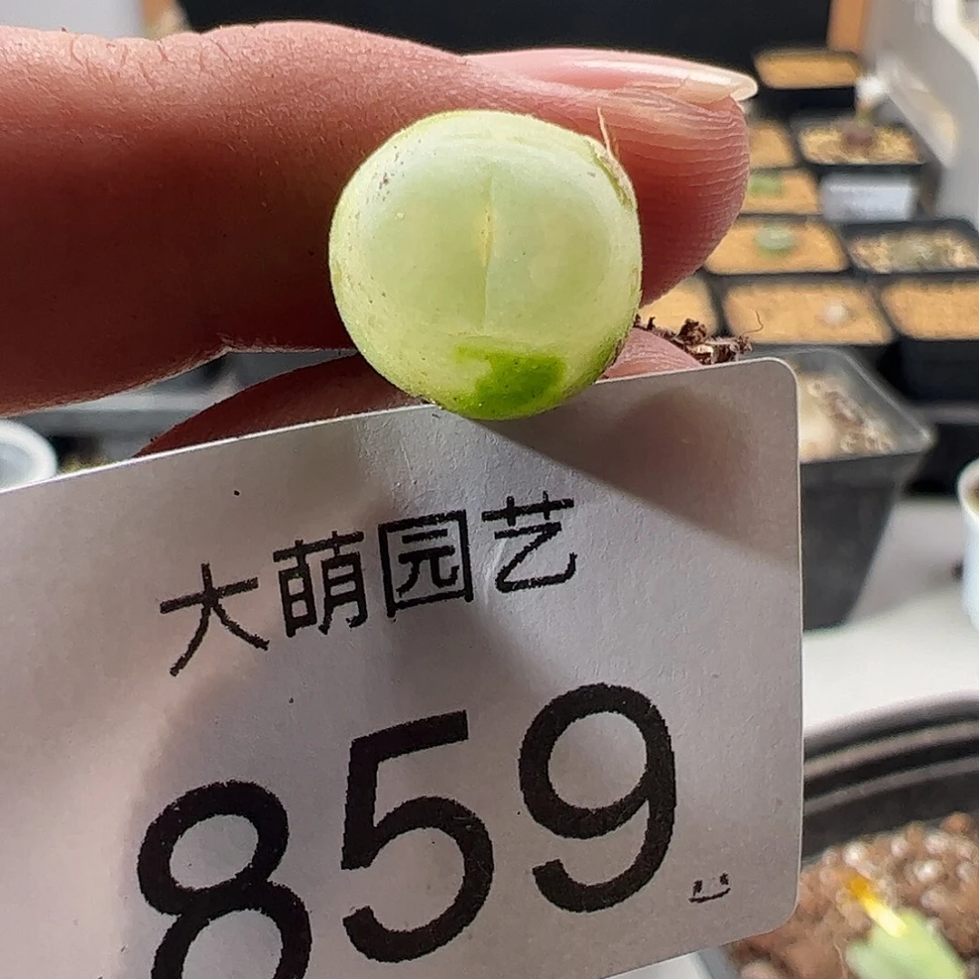 一物一拍有疤。  859