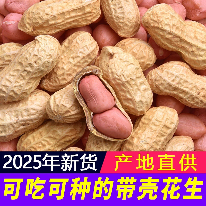农家新鲜粉皮花生带壳鲜花生农家带泥现摘大白鲨鲜花生