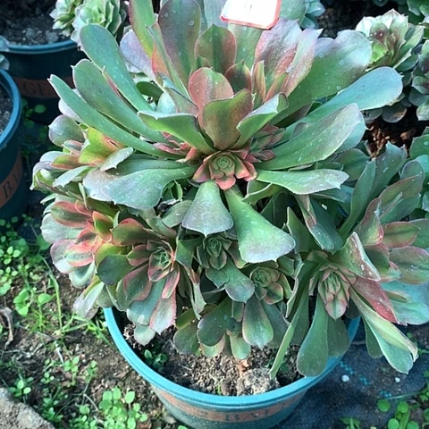 9雅典娜多肉法师植物