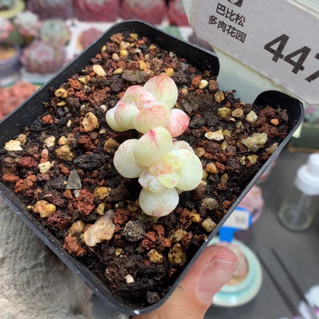 447双头异色冰玉石化多肉植物