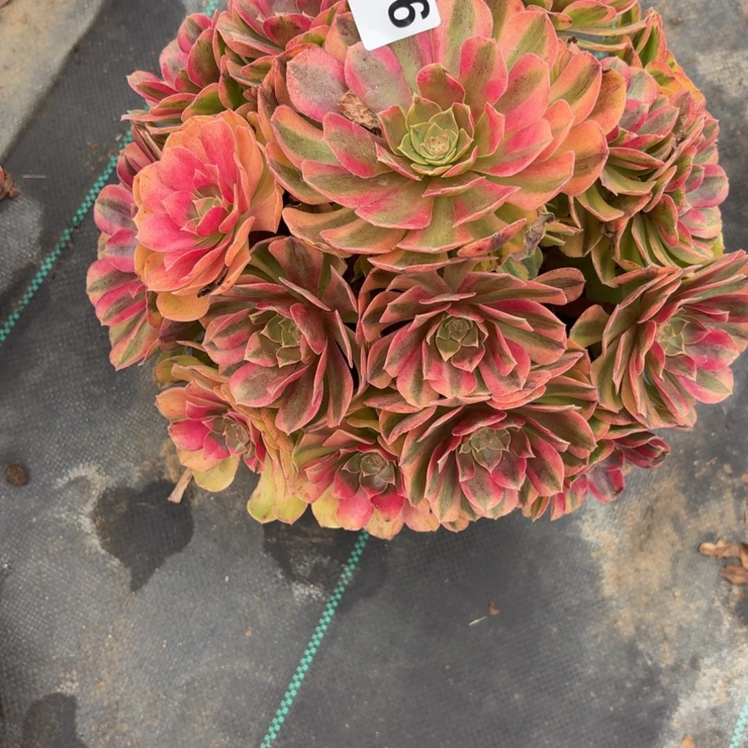 416大雨河多肉植物福利