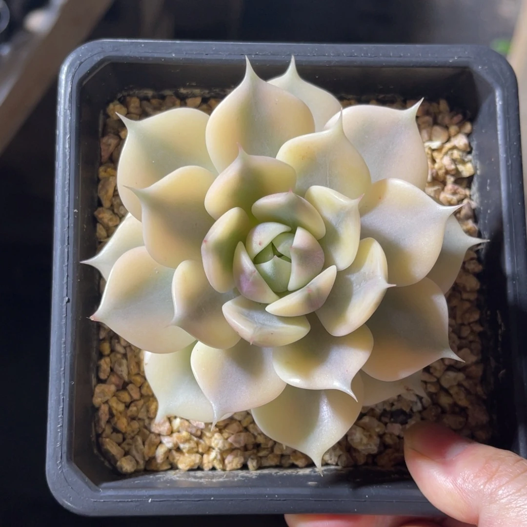 贝加尔湖锦 一物一拍不支持退换