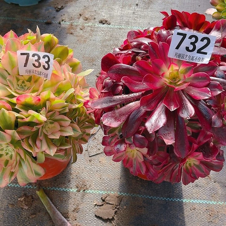 【闪购商品】心*732美杜莎香妃2-11