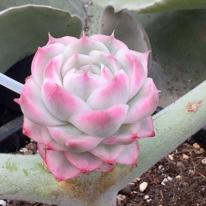 女王玫瑰一物一拍锦龙