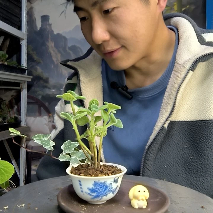 摆**刘中青园艺一物一拍259