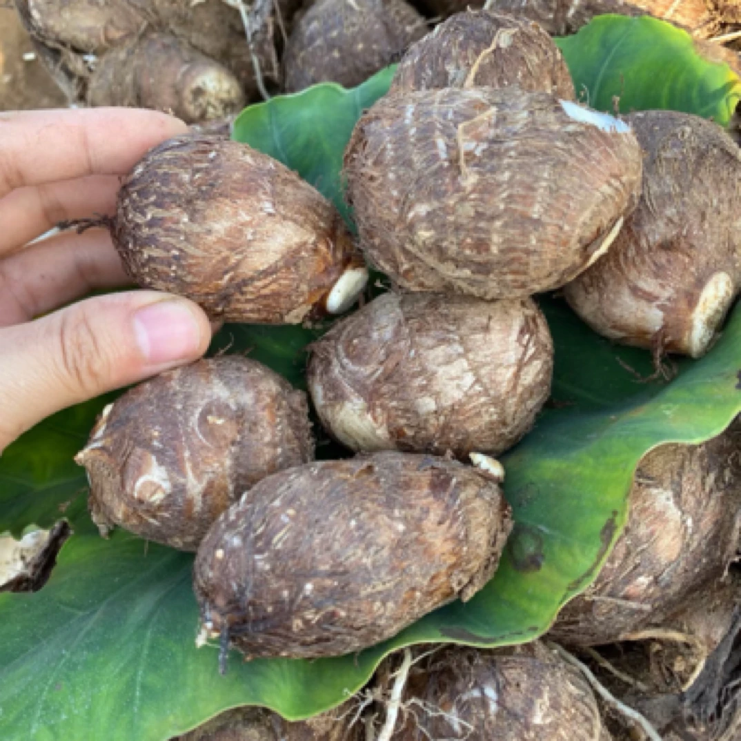 （芋头）农产品农家种植蔬菜/新鲜现采