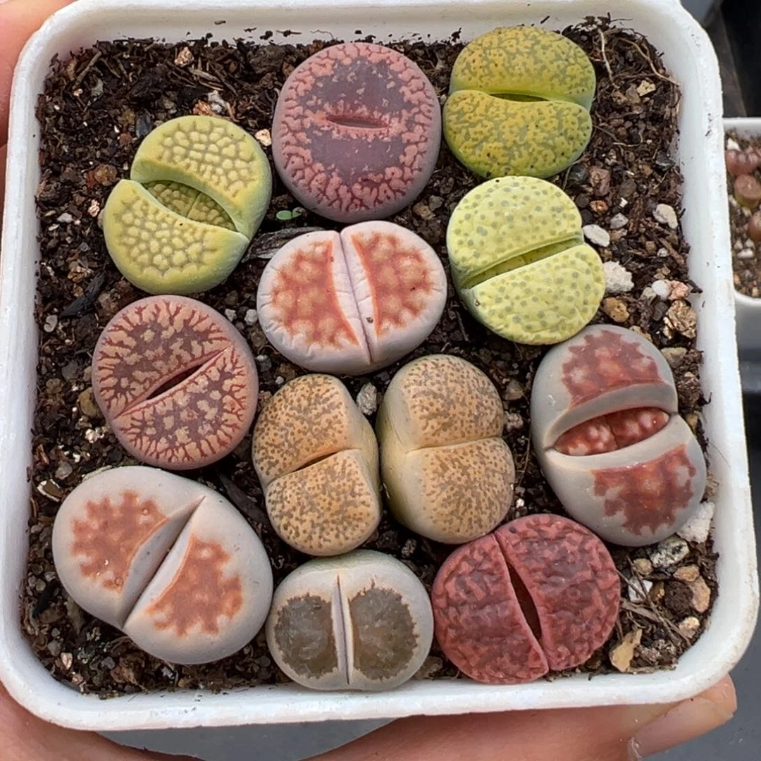 1.21好看的多肉963