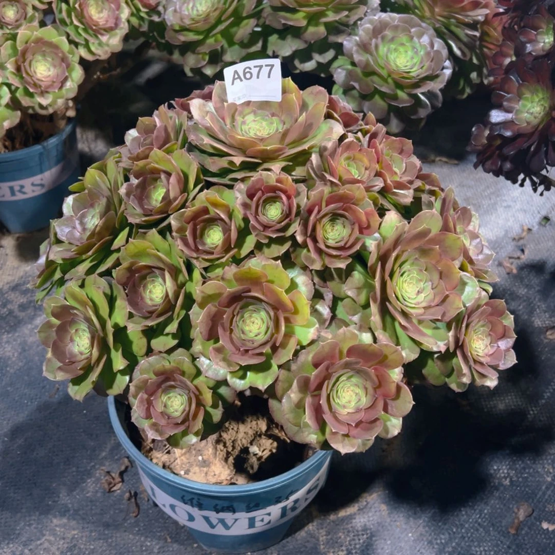 追****?677万圣节法师，多肉植物