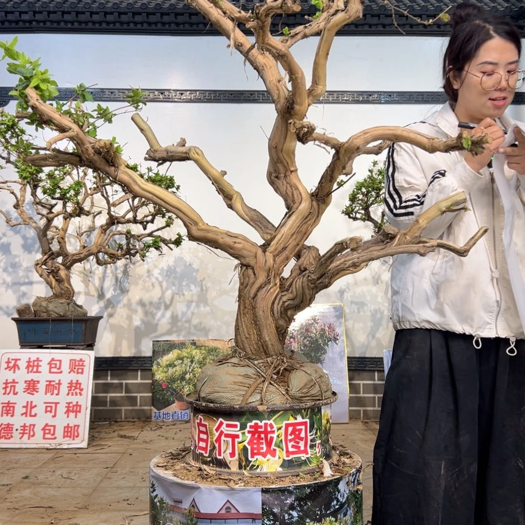 无花朵金银花88888