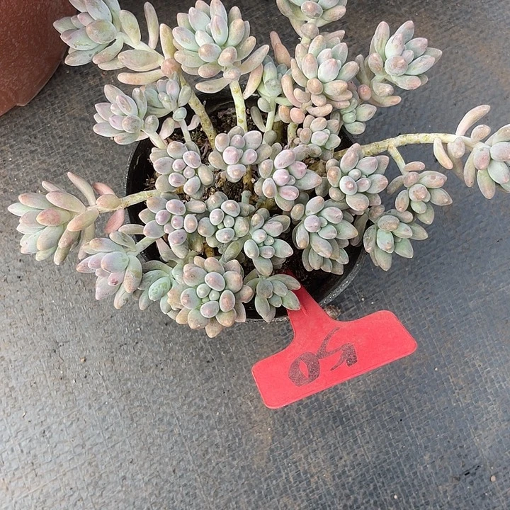 晨语多肉，一物一拍50星黛露
