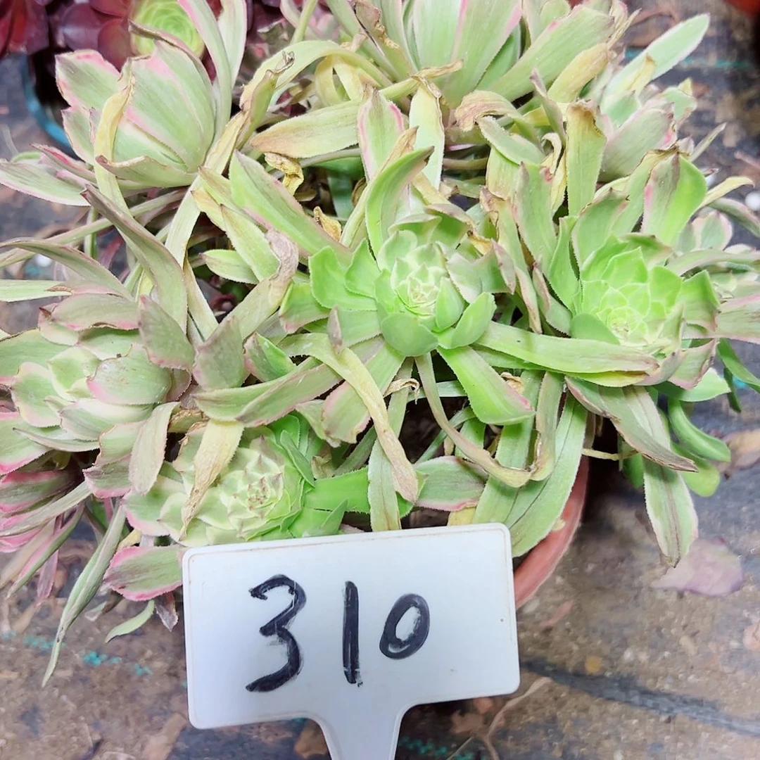 多肉植物粉袋法师