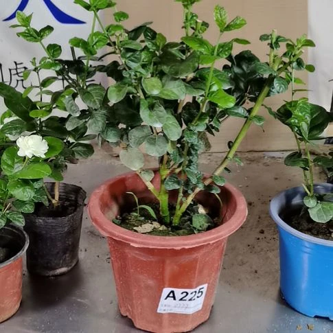大部分花苞少量开放用****4