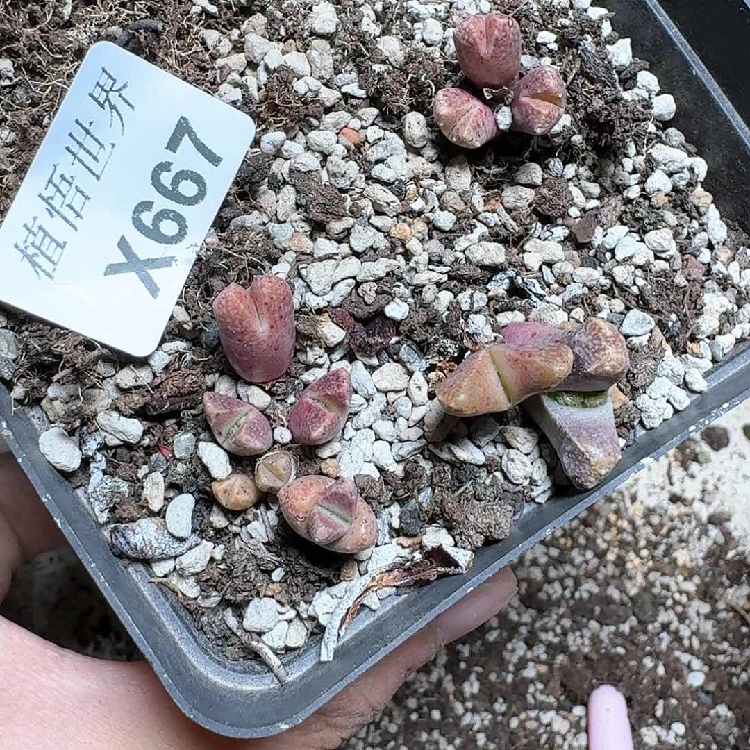 667盒的多肉植物哇fv