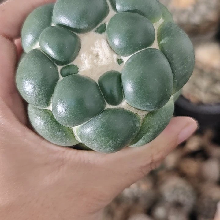 一物一拍，泰输实生仙人球！