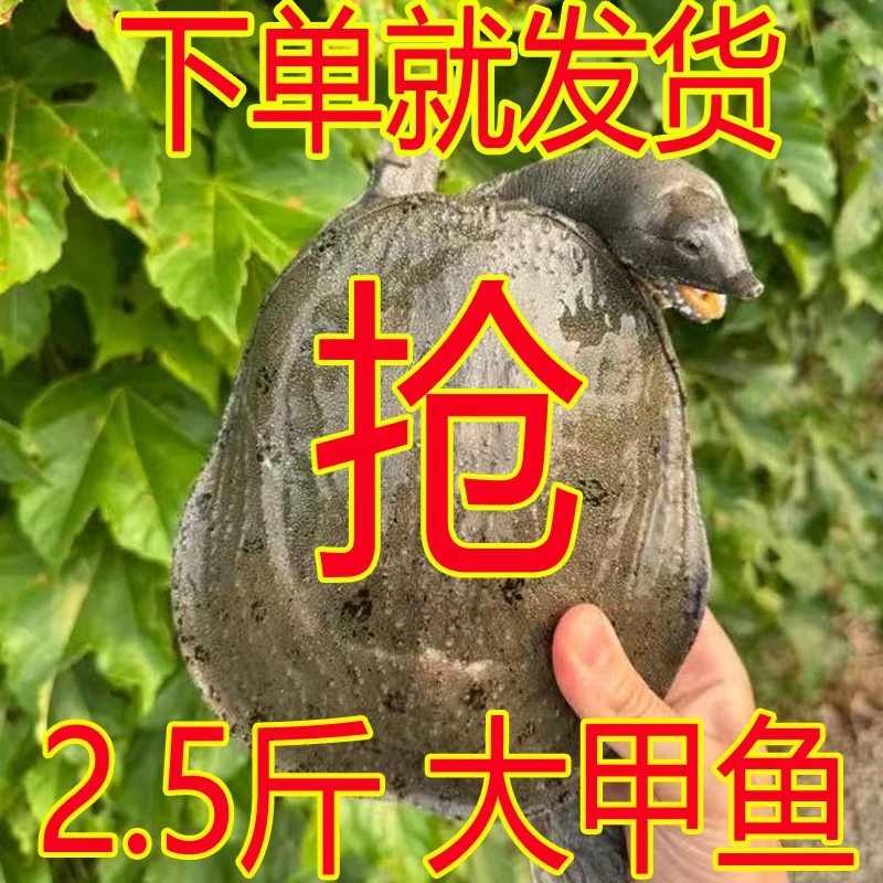 2.5斤1只 鲜活大甲鱼活体鲜活水鱼王八中华鳖母 包活送到死了包赔