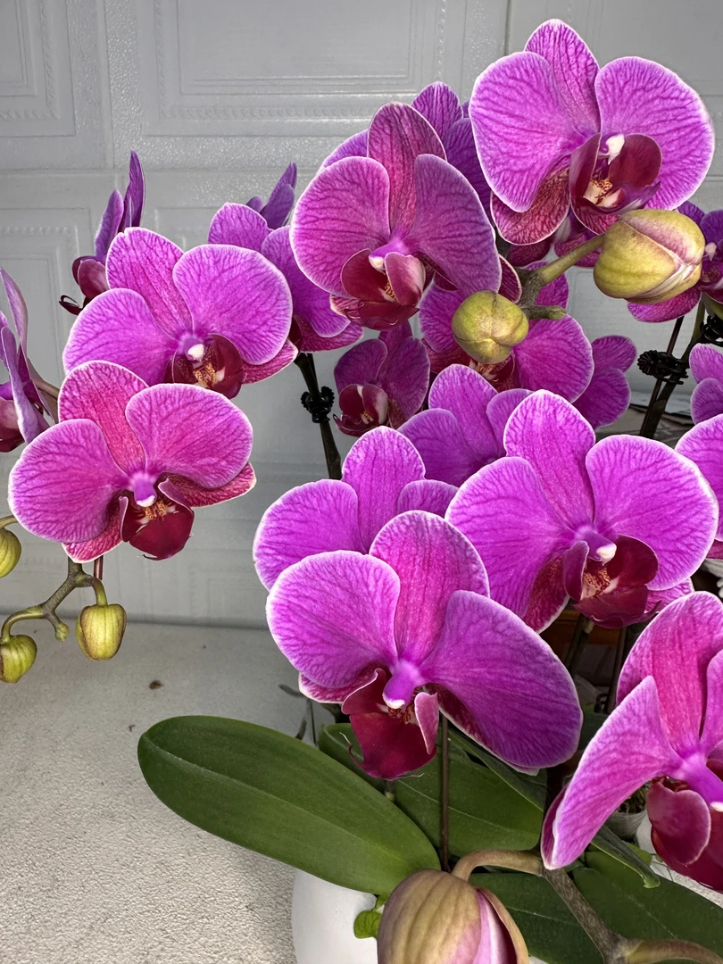 蝴蝶兰《梦叶萝莉》带花种植基地直发 非常好养植株