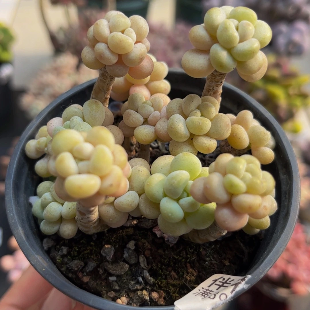 361鱼子酱8cm多肉植物