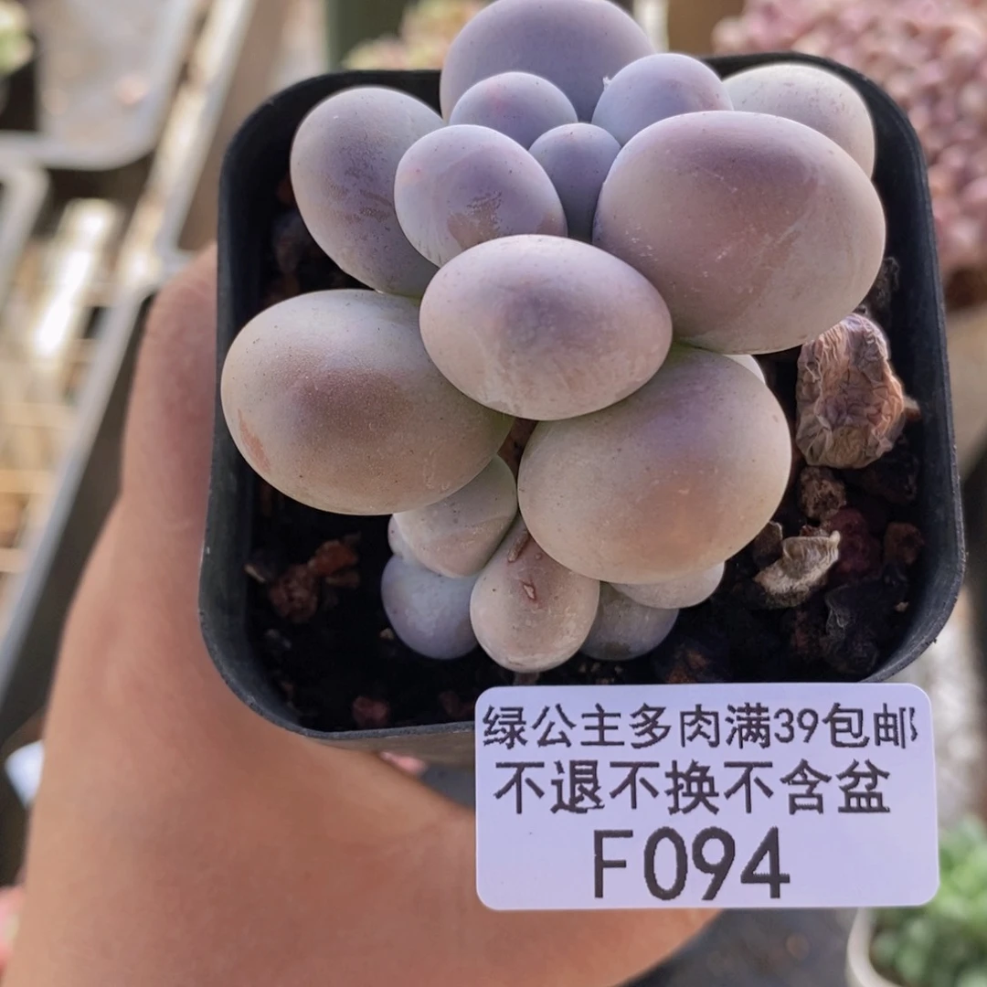 芭比奶洛6cm094多肉植物