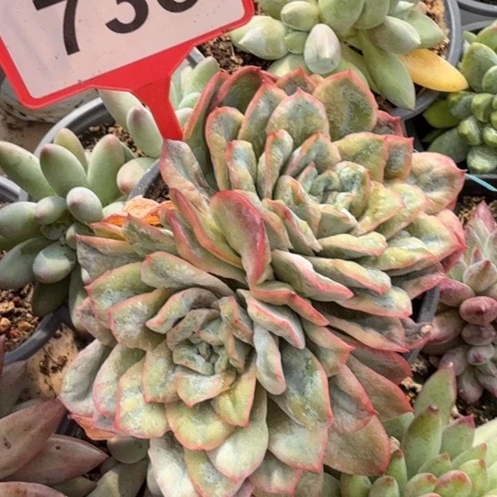 泡泡纱裙一物一拍736