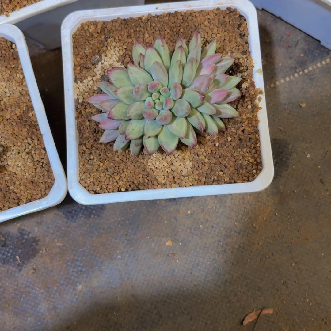 虞美人多肉美美哒的