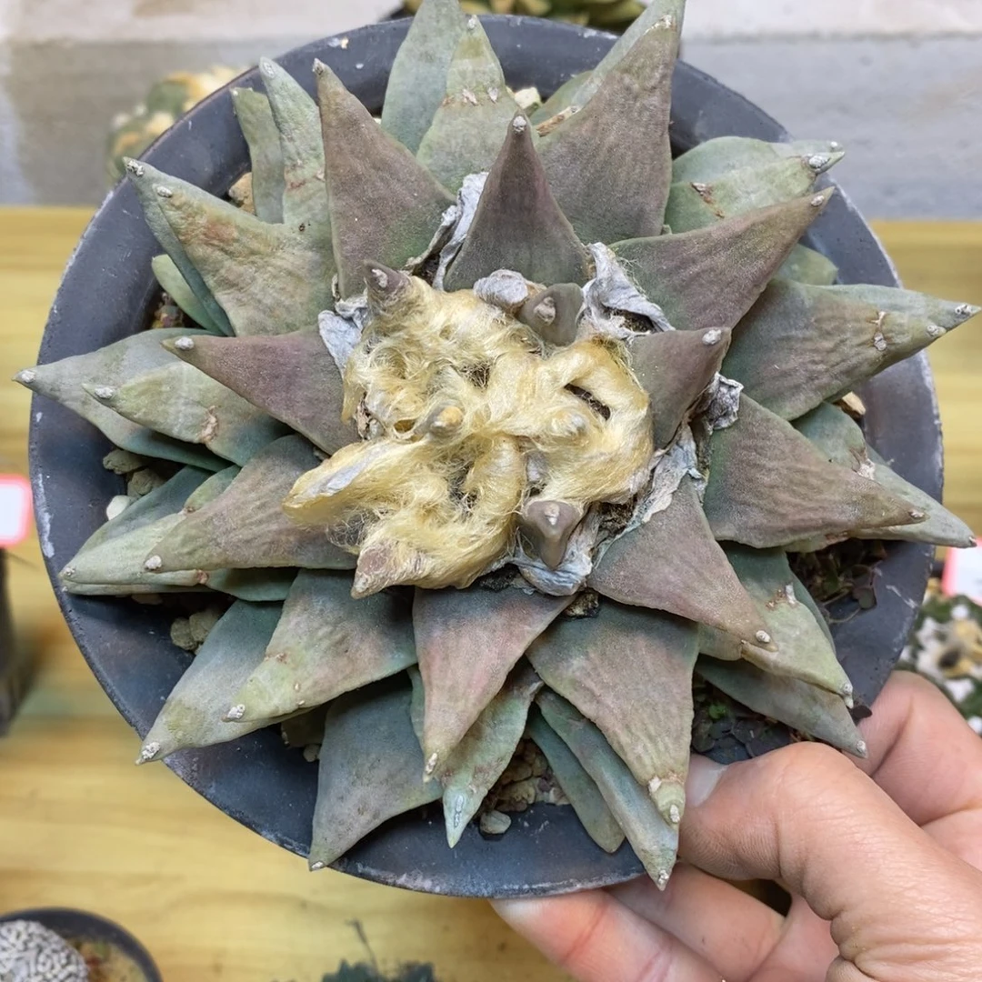 51号 实生三角岩牡丹14.5公分