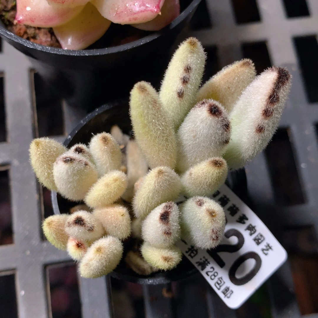 5CM拇指盆精控多肉ZO620