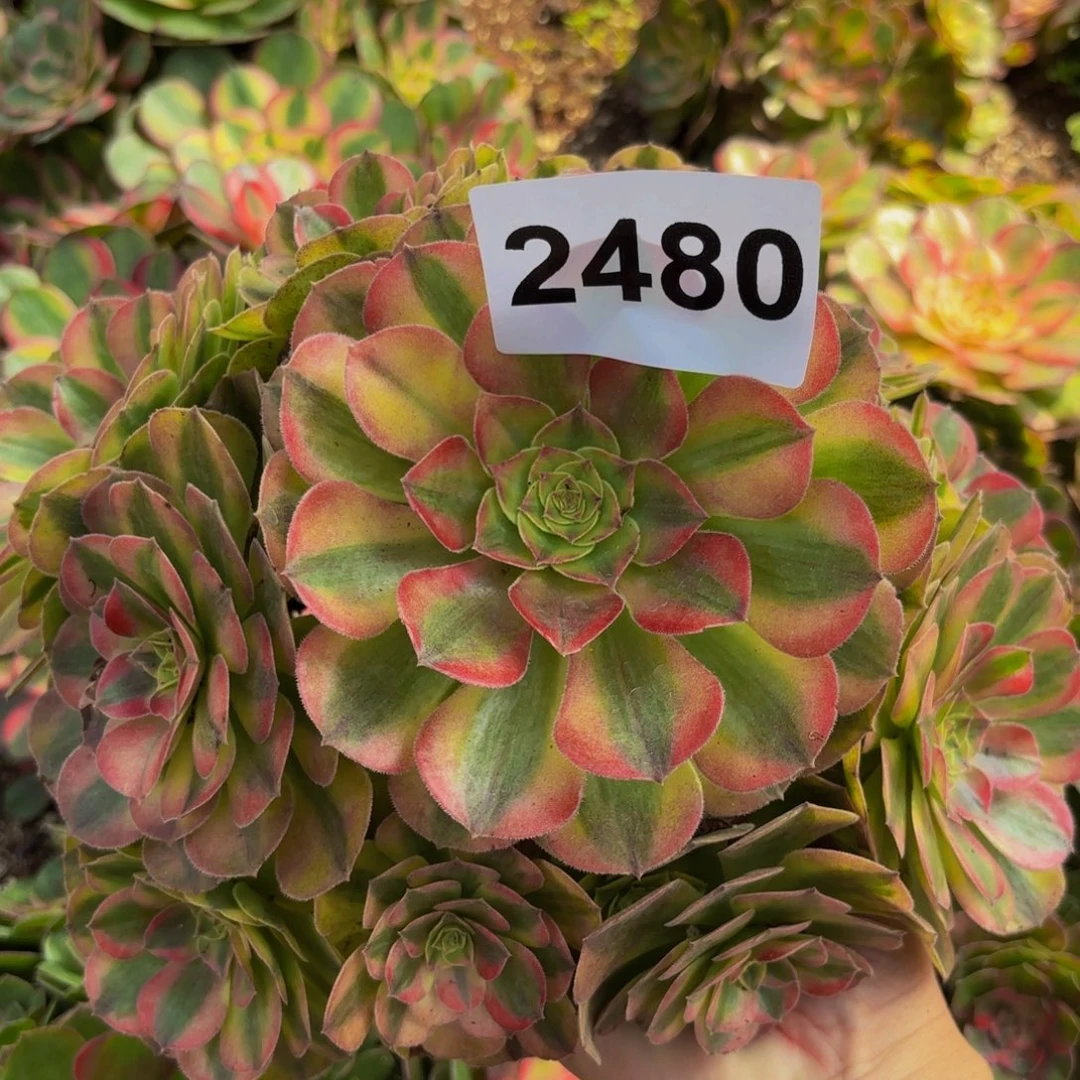 2480多肉植物雨荷