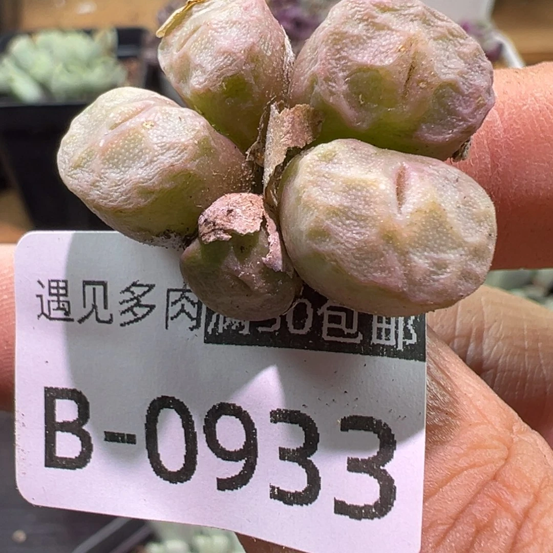 多肉植物111111111111