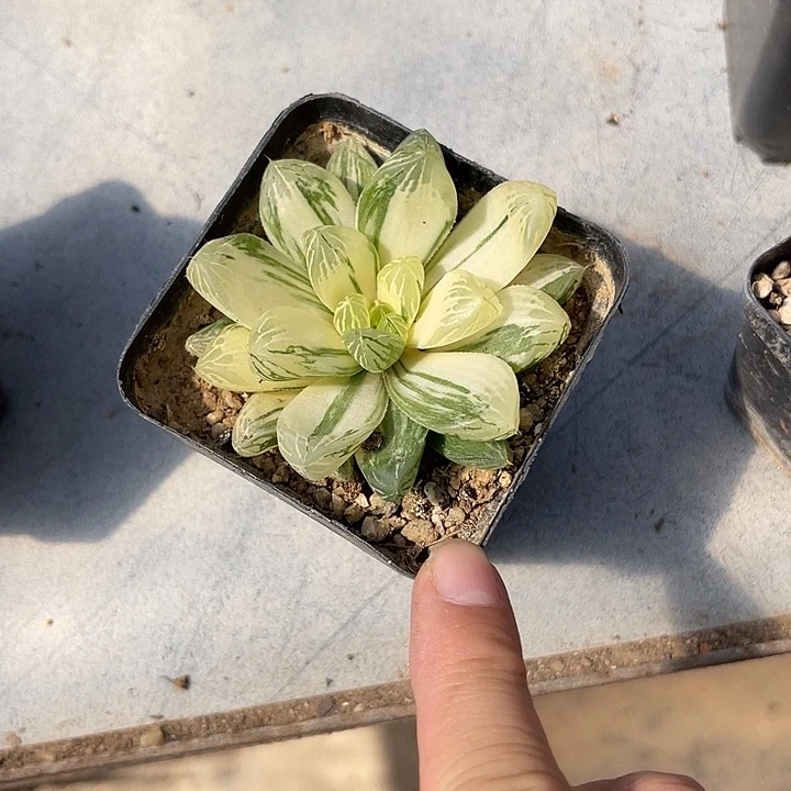 无花朵玉露锦一物一拍的