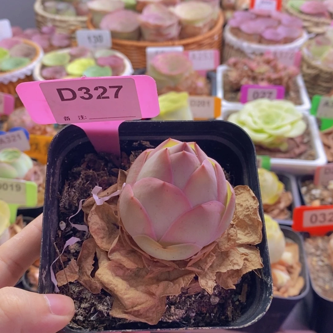 山地玫瑰一物一拍327