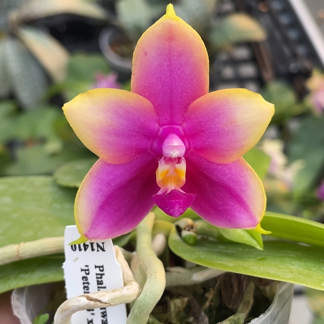 完全开放龙女 开花株 459号