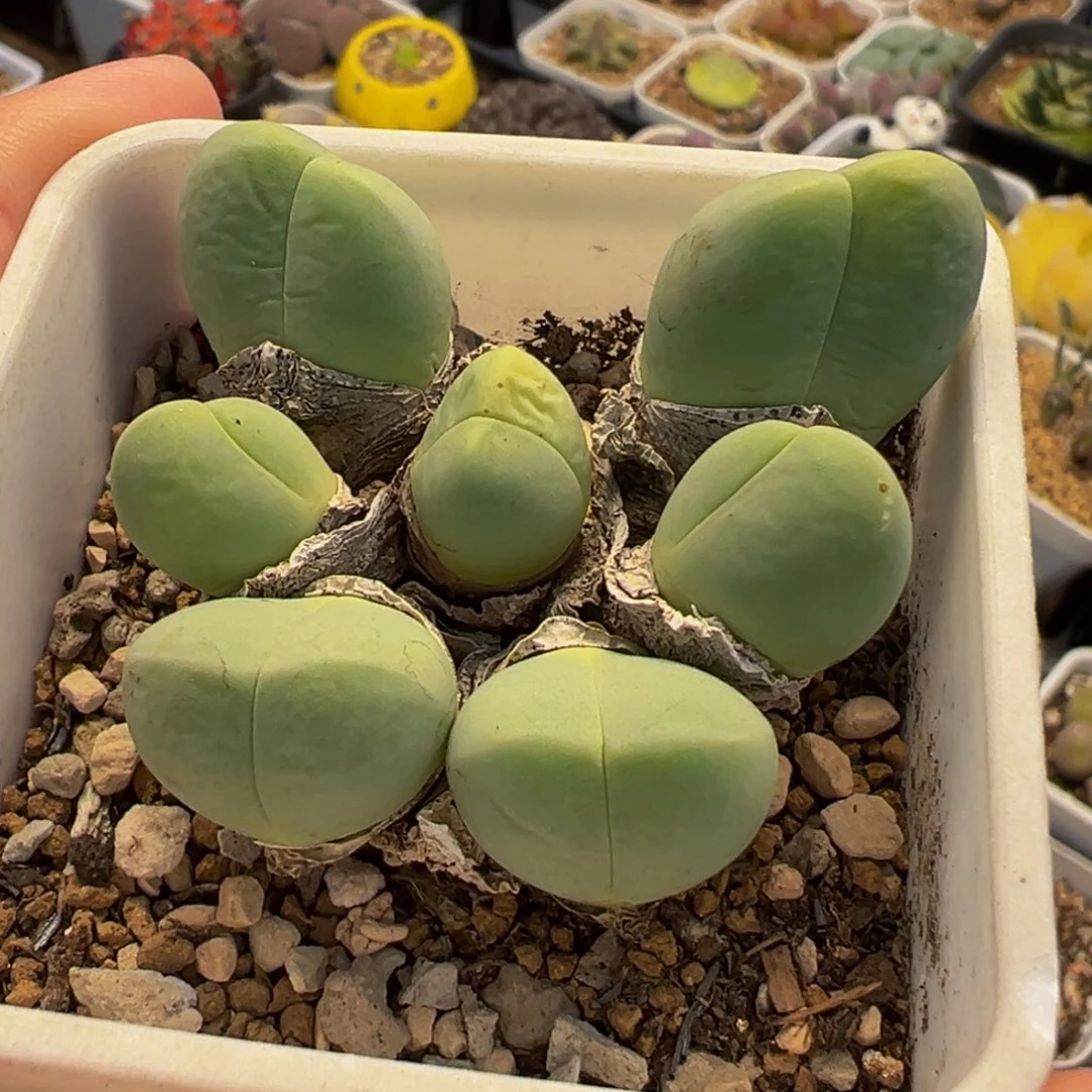258多肉植物种类多样