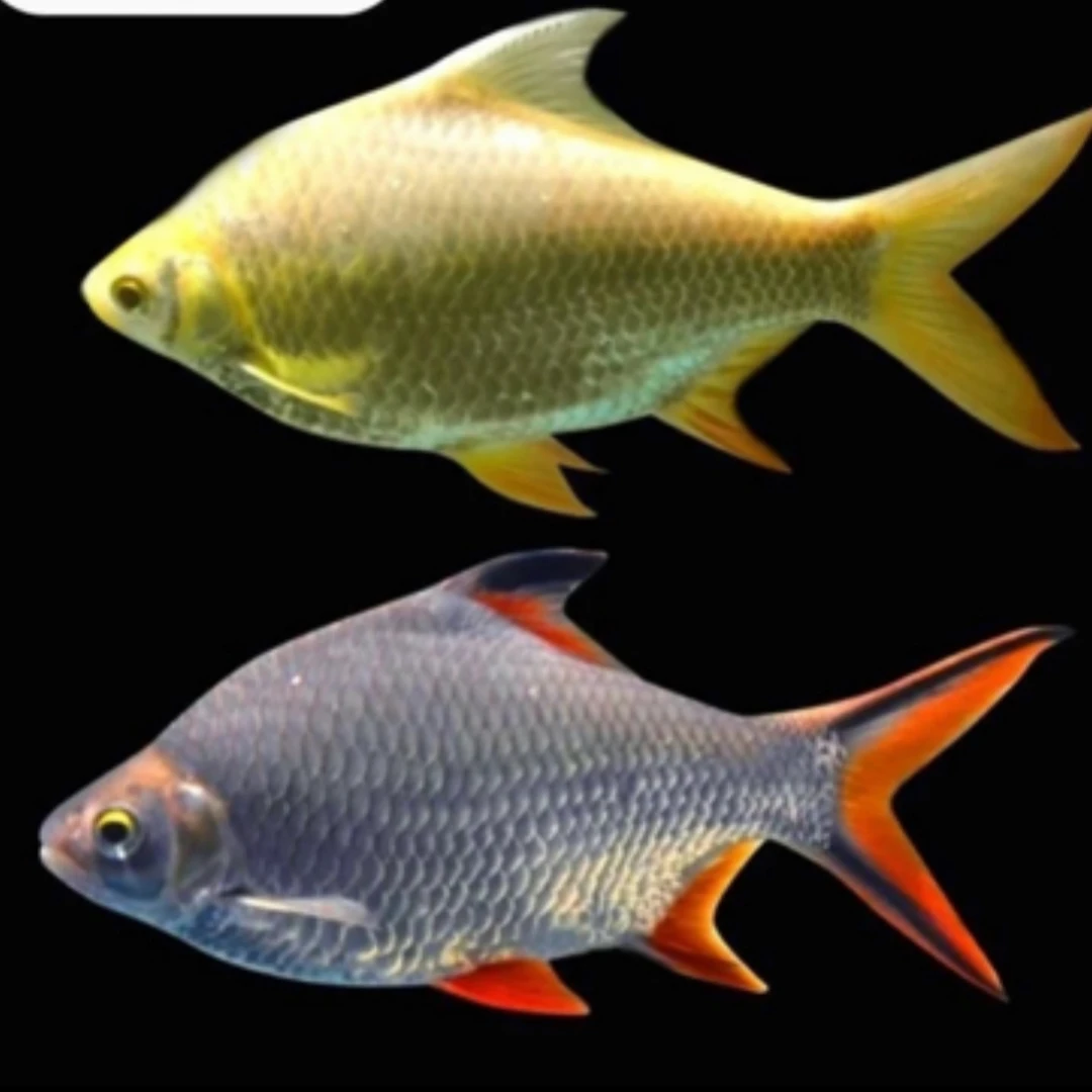 四大神兽泰国鲫 金凤鱼 银凤鱼 柠檬鲫 黑骑士 龙鱼配鱼