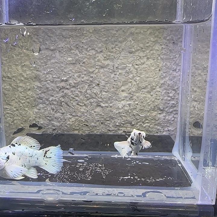 孔雀鱼奶牛圆尾。11号