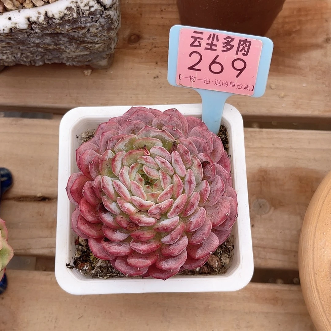 云尘多肉一物一拍269