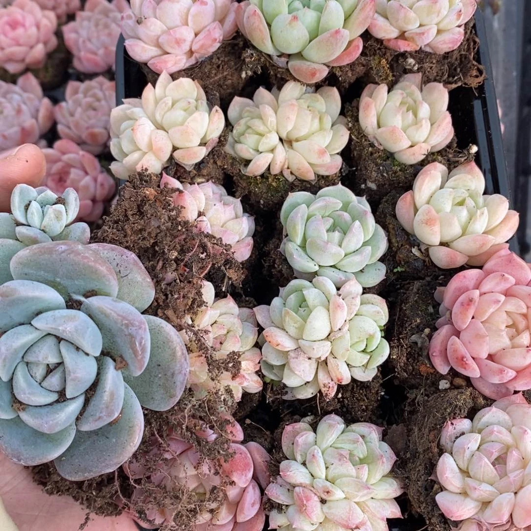 春泥家框拍链接U36