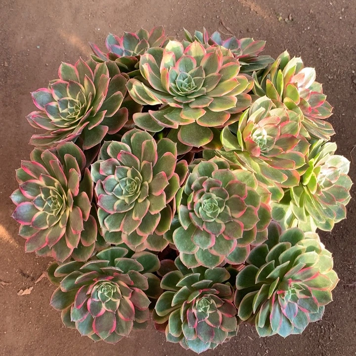 不包损30号粉花妖老桩