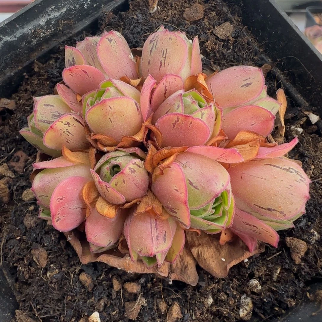 L603半城玫瑰四月天不含盆土