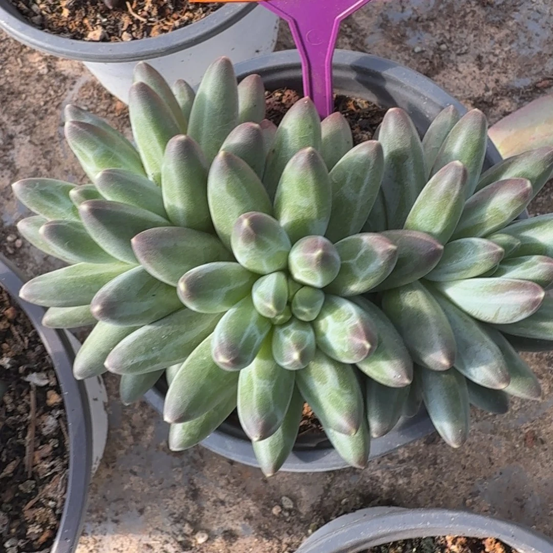 伊卡鲁斯一物一拍343