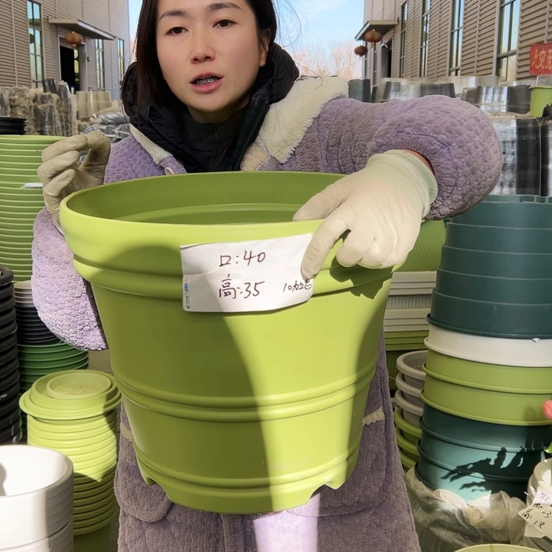 罗马盆小号果绿3个无托