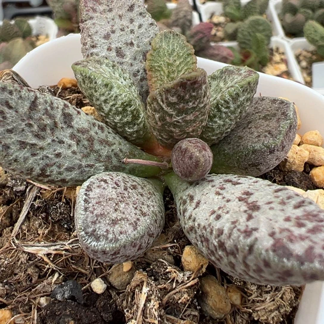 暗黑系实生新品多肉植物水泡多肉植物