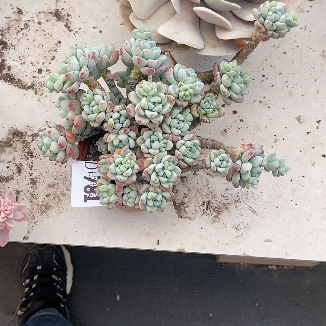 上**秀781劳尔多肉植物