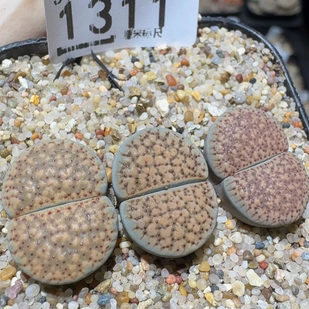 zzzz生石花肉锥1311