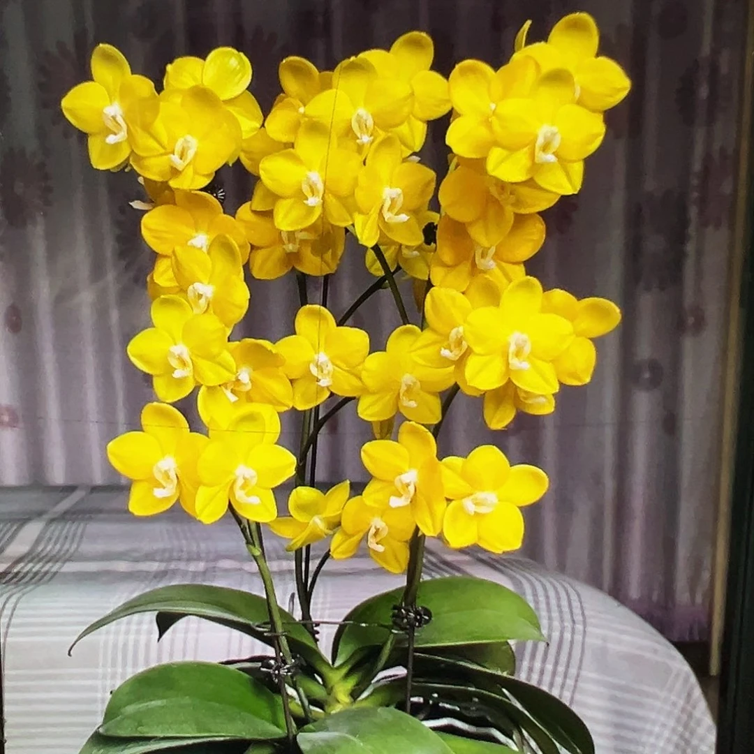 当前无花栽培后可以开花带崽吉祥如意凑单发货一颗不发货