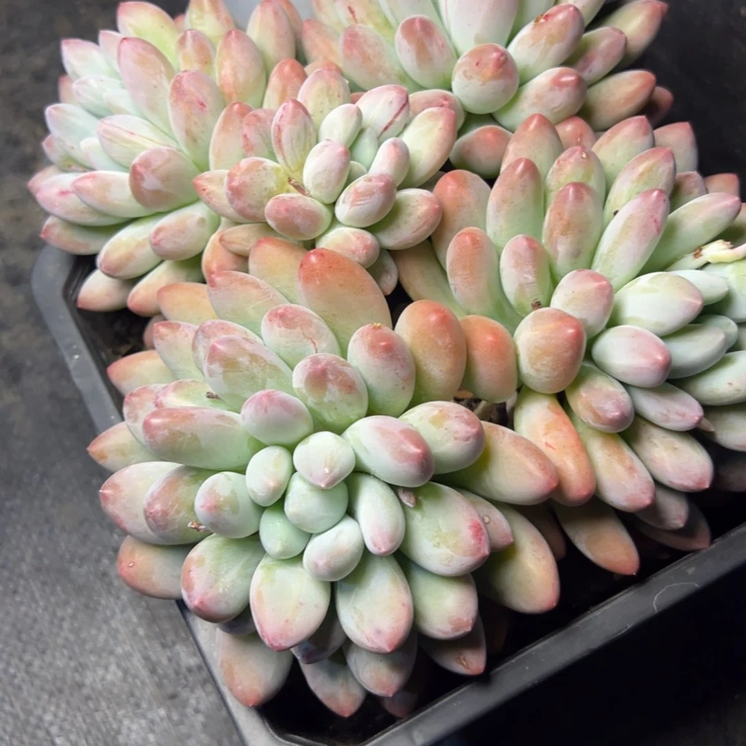 香水宝贝多肉植物39.8