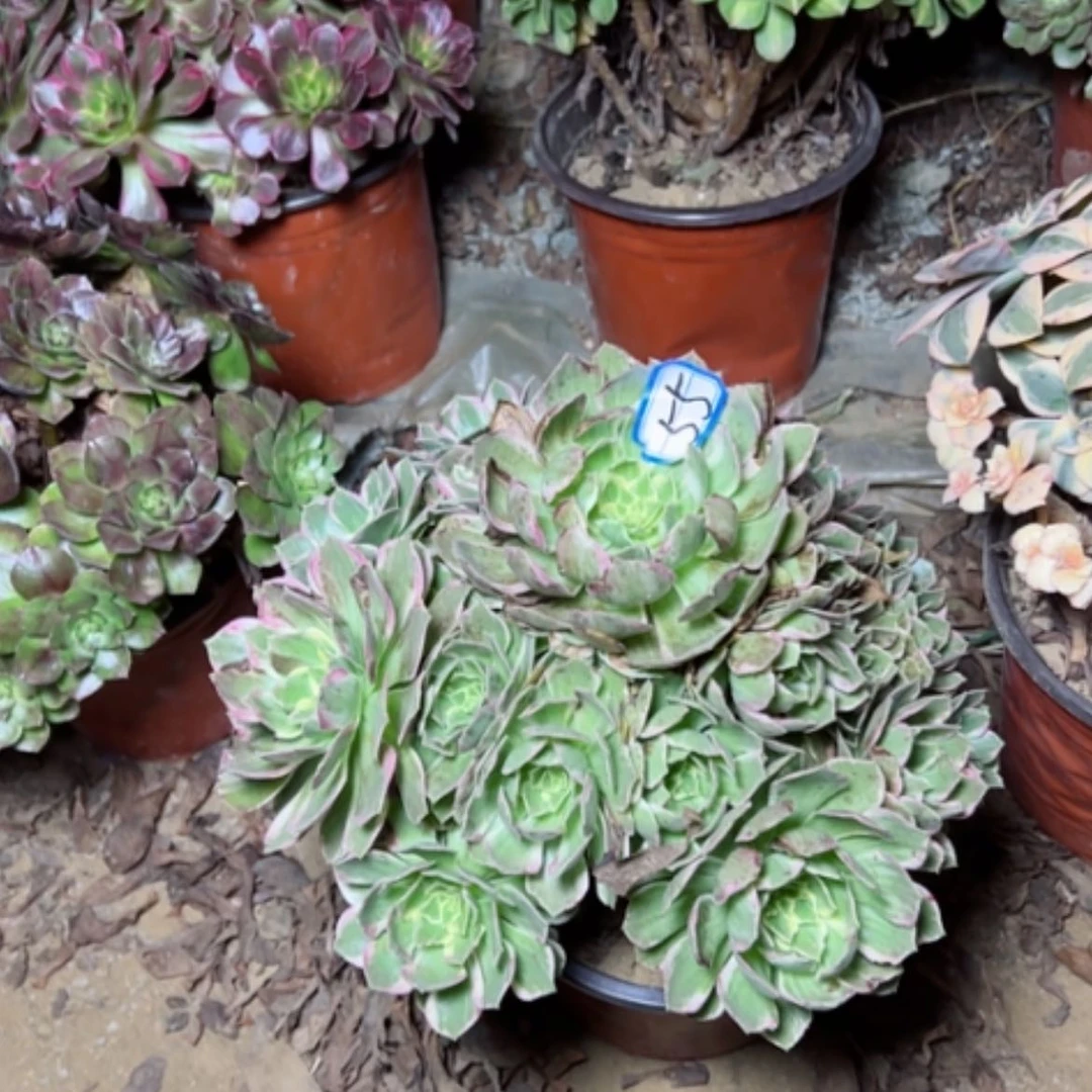 【闪购商品】✎****水蜜桃55