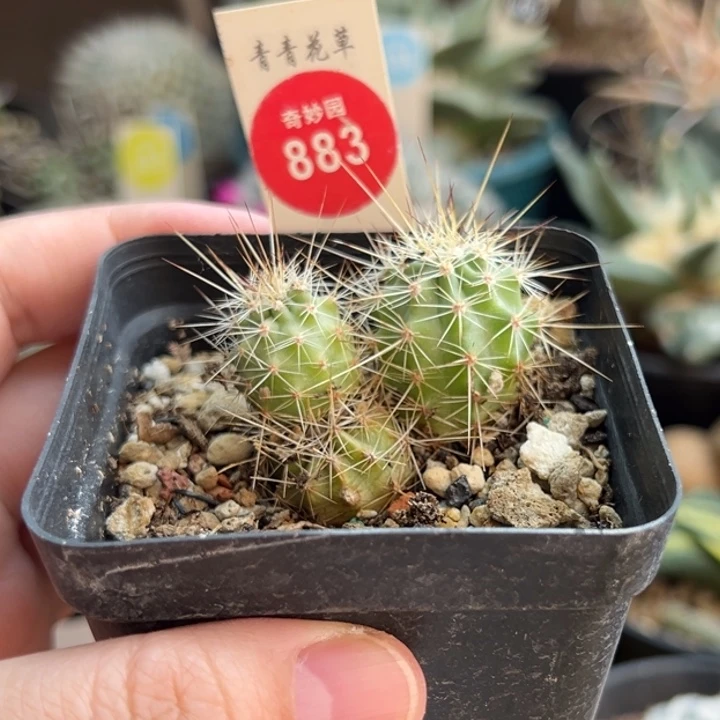 实生有斑幻虾群一棵仙人球