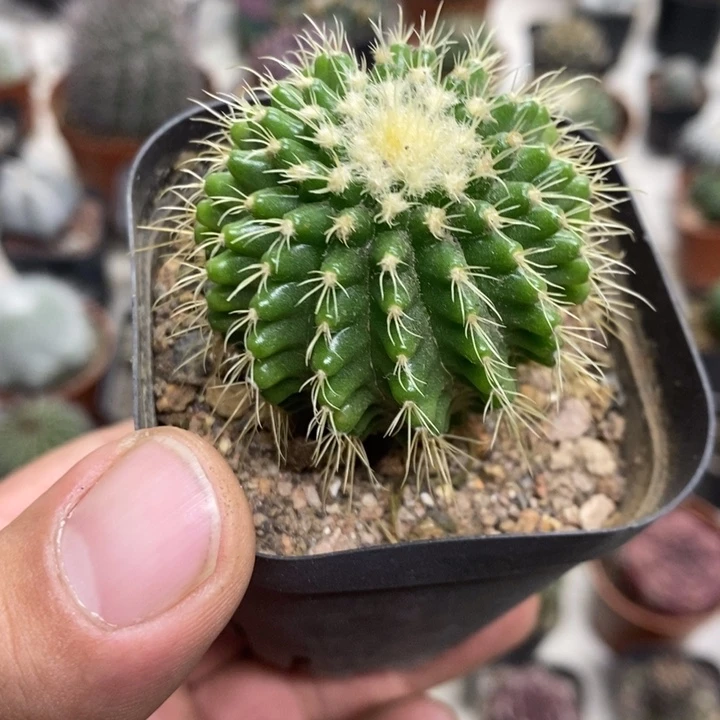 软刺金虎特价福利