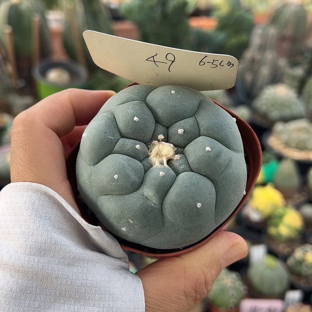 无花朵是空空如也乌索普呜呜呜突突突