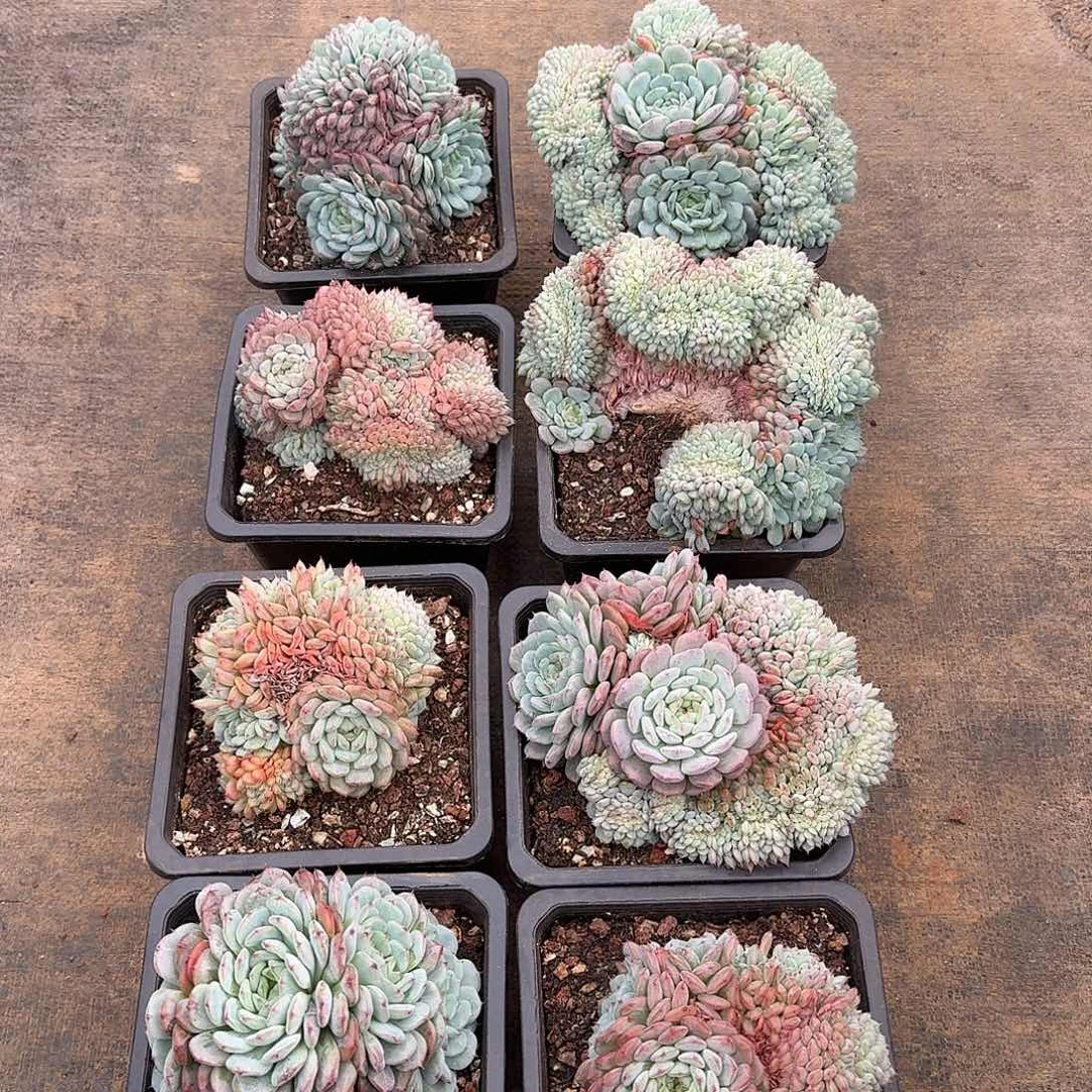 白胖子缀化多肉14盆口